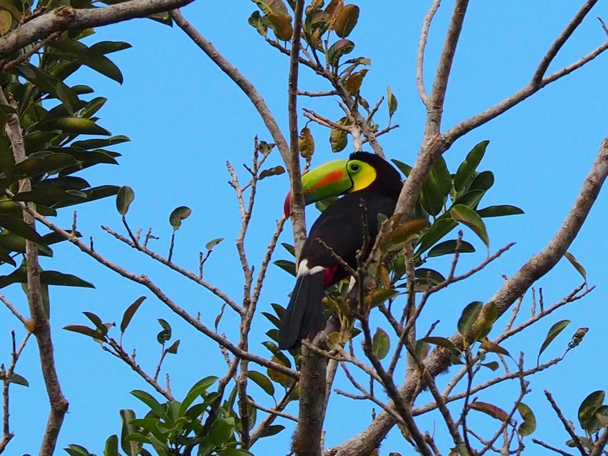 Paraiso Volcano Lodge Guayabo  Kültér fotó