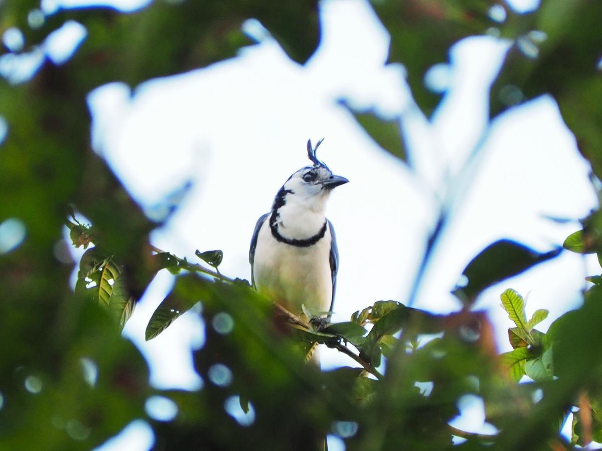 Paraiso Volcano Lodge Guayabo  Kültér fotó