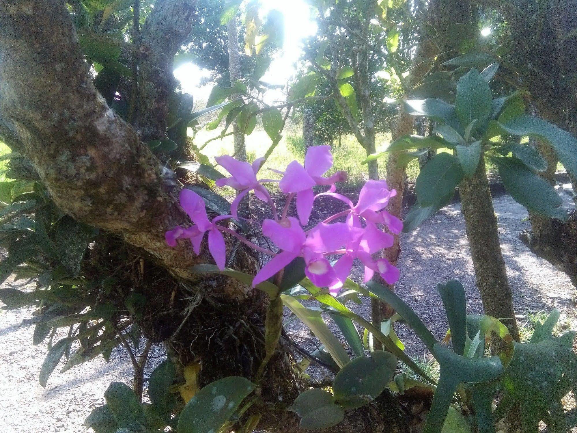 Paraiso Volcano Lodge Guayabo  Kültér fotó